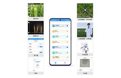 基隆市小麦表型测量仪IN-XM05
